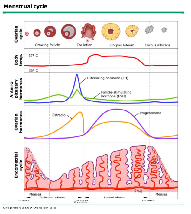 Menstrual Cycle 